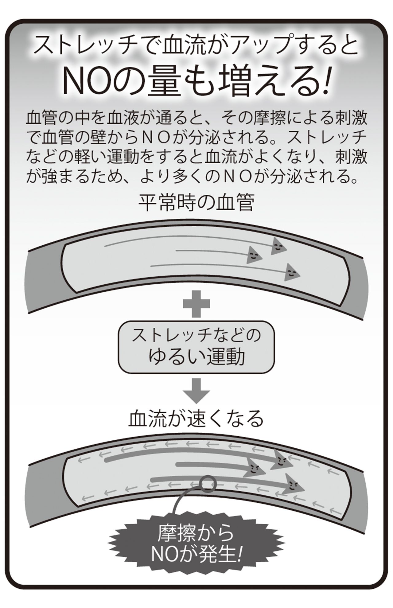 ストレッチで血流がアップするとNOの量も増える！