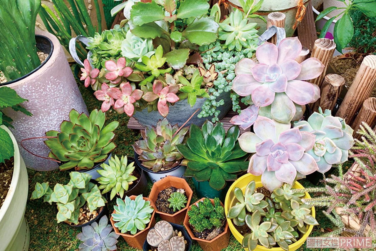 マンションのベランダに、プロ並みに手をかけた多肉植物がギッシリ。大好きなエケベリアが艶やか