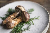 【知って楽しい雑学】秋の味覚の代表格「マツタケ」ってどうしてそんなに値段が高いの？謎に包まれた生態と…