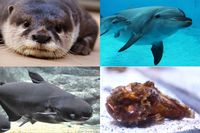 “推し”を見つければもっと楽しめる! 水族館アイドル総選挙