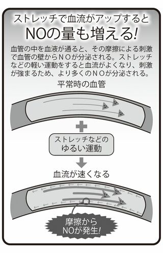ストレッチで血流がアップするとNOの量も増える！