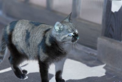 保護猫に“百叩きの刑”・元妻を殴る蹴るは当たり前、動物保護団体理事長の鬼畜な素顔