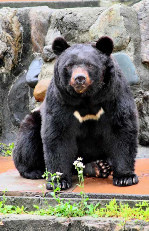 ツキノワグマ