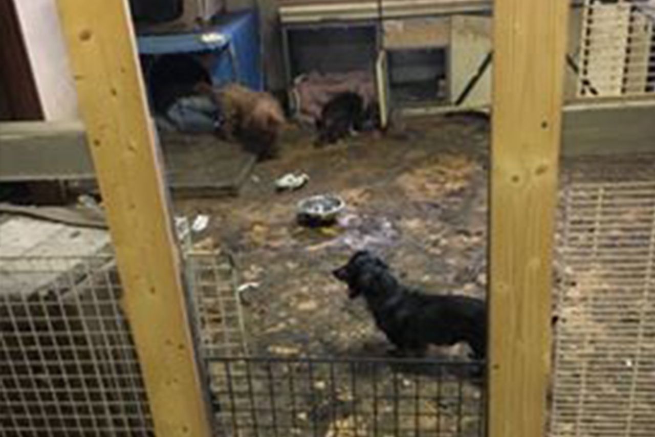 県が調査に入る前の保護施設内。床には排せつ物が散乱し、こびりついてなかなか取れないものも少なくなかったという（Ｅｖａ提供）