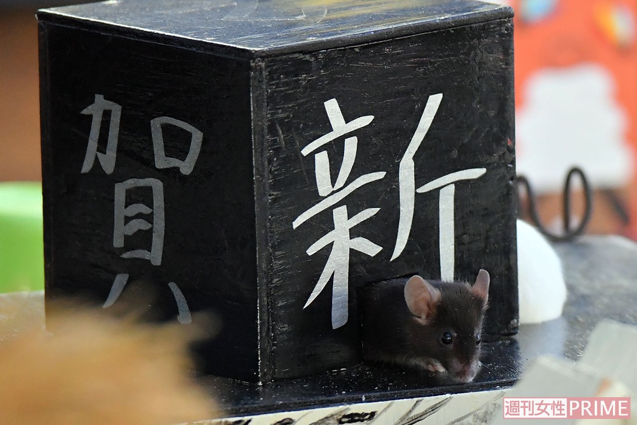 ネズミは穴が大好き。ひょっこり顔を出してくるさまは、まるで“初日の出”!?　撮影／渡邉智裕