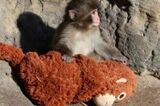 市川市動植物園の子ザル・パンチくん、「ぬいぐるみの母親」を抱いて話題沸騰 人…