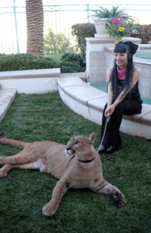 サーバルキャット、ホワイトタイガー、マウンテンライオン……。多種多様の動物を育ててきた