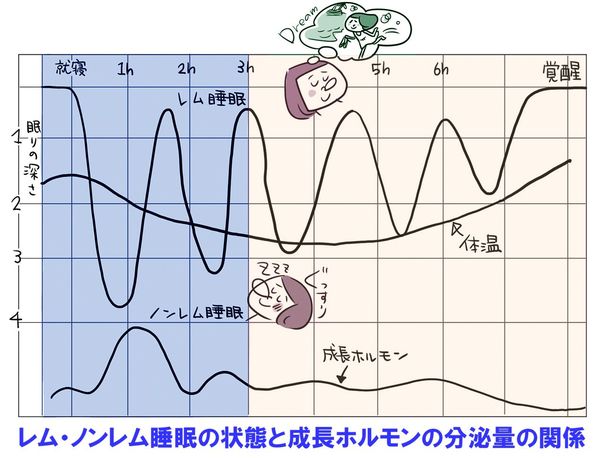 ノンレム睡眠とレム睡眠は、90分周期でやってくる。睡眠時間を6時間、7時間30分など、90分周期にすると目覚めが爽やかに　イラスト／とげとげ