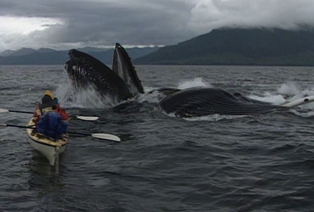 『グレートジャーニー』のひとコマ。アラスカでクジラの群れと遭遇