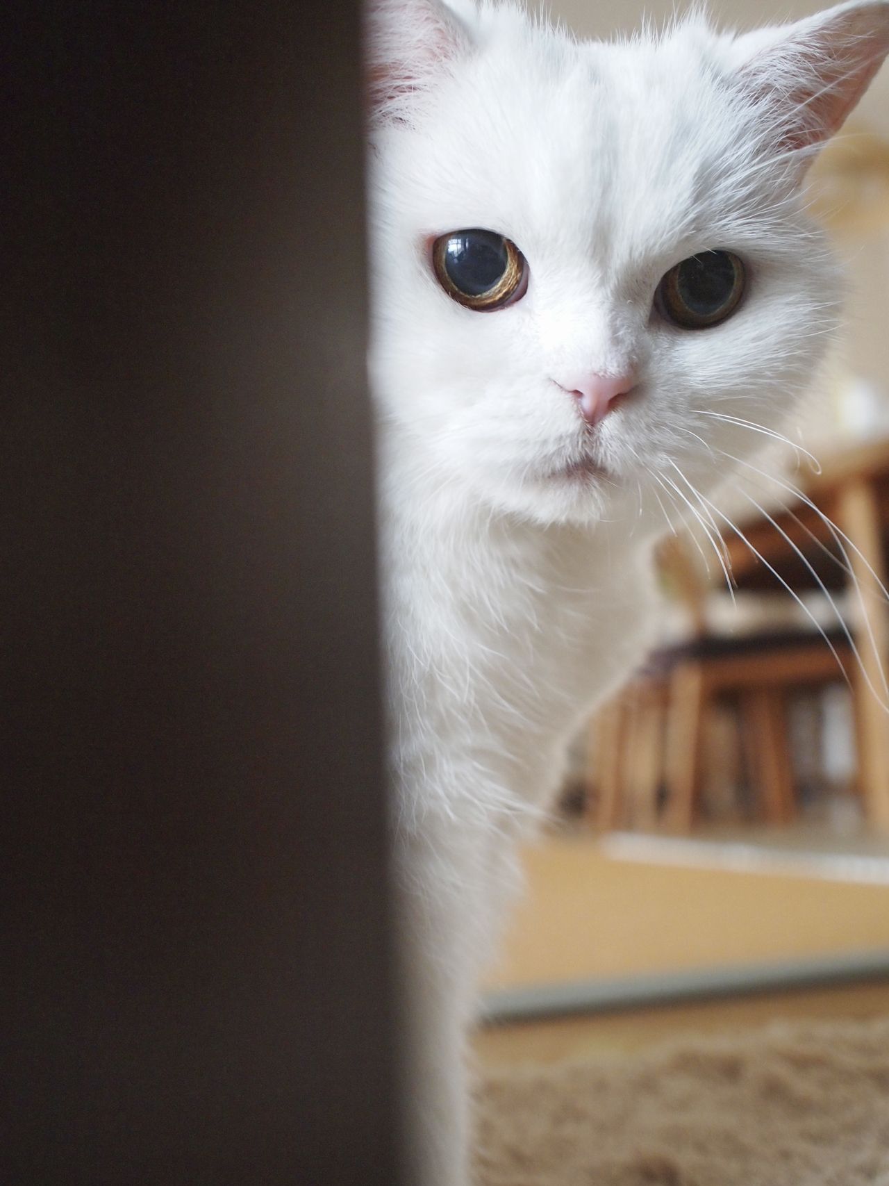 “どうしたの？”とばかりに覗き込む“うらちゃん”。べっぴんさんネ♪　(c)JOE　(c)ねこ休み展 冬 2017