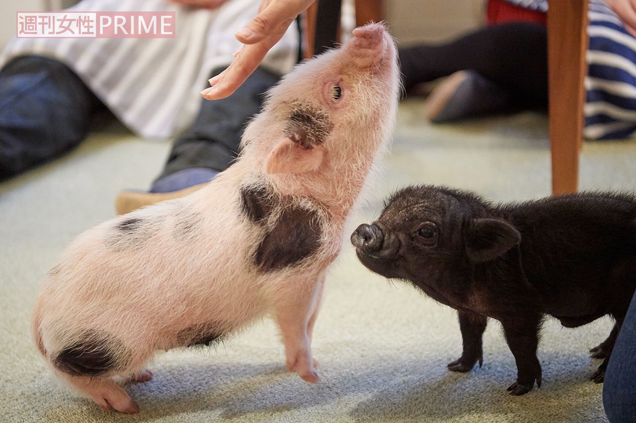 お客さんはみんな口をそろえて “きゃ～！　かわいい♪”と悶絶しながらナデナデ　撮影／山田智絵