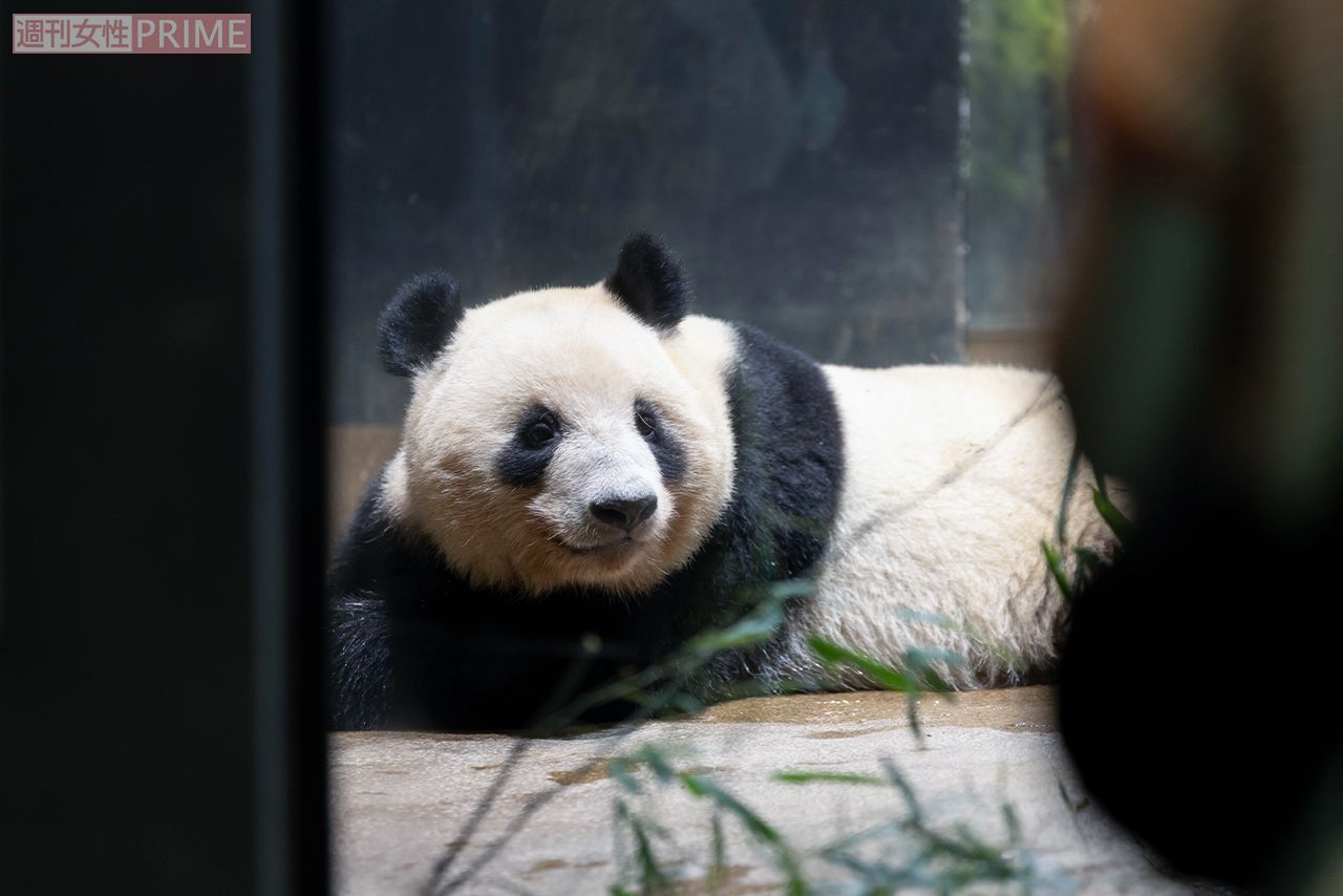 レイレイ　撮影／齋藤周造