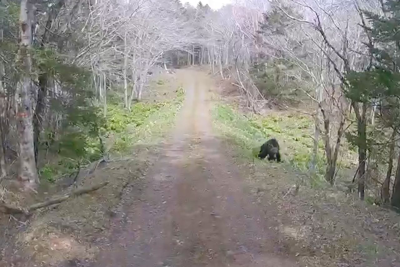 林道を走る軽トラック。そこに現れたヒグマ（Xより）
