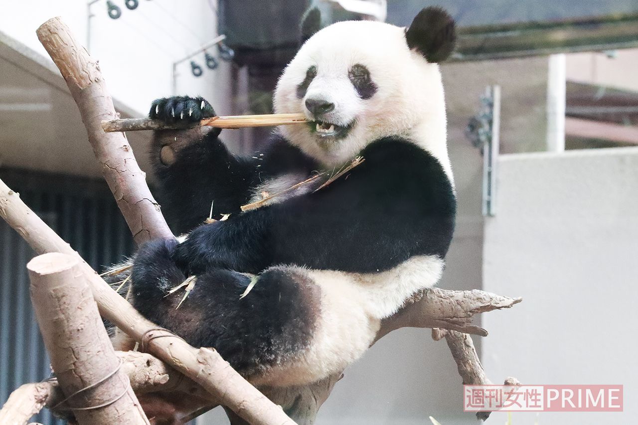 座り心地がいいのか、くつろいだ様子でご飯をボリボリ。目を閉じてじっくり味わっているのかしら？