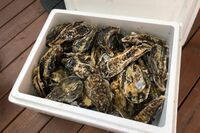 【知って楽しい雑学】クール便の発泡スチロール梱包、実は「意味なし」説！冷気を保ったまま送るには「段ボ…