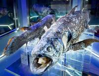 イルカやペンギンがいなくても大行列、『竹島水族館』人気の秘訣に迫る！