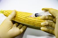 遺伝子を破壊した野菜や魚『ゲノム編集食品』は安全審査なし、発がん物質の発見も