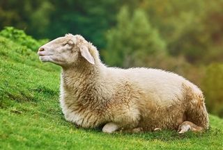 ＊写真はイメージです