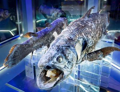 イルカやペンギンがいなくても大行列、『竹島水族館』人気の秘訣に迫る！