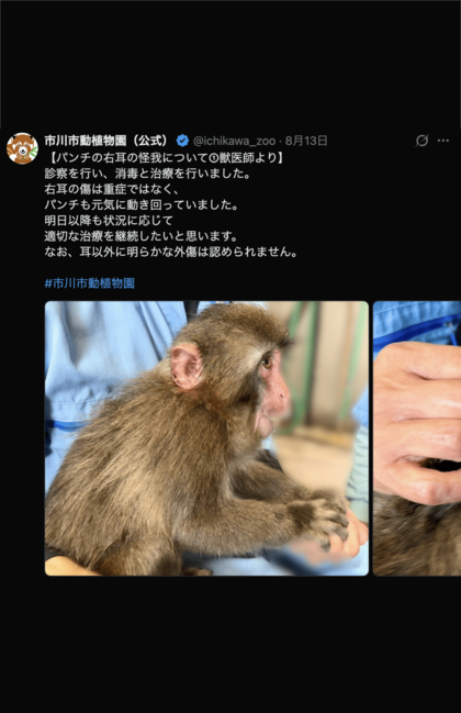 パンチくんの怪我の様子（市川市動植物園公式Xより）