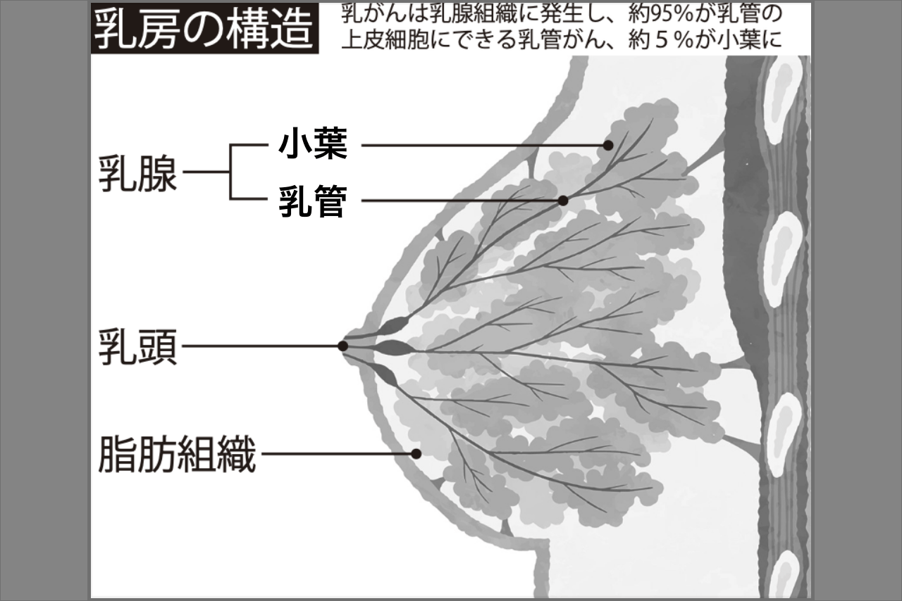 乳房の構造