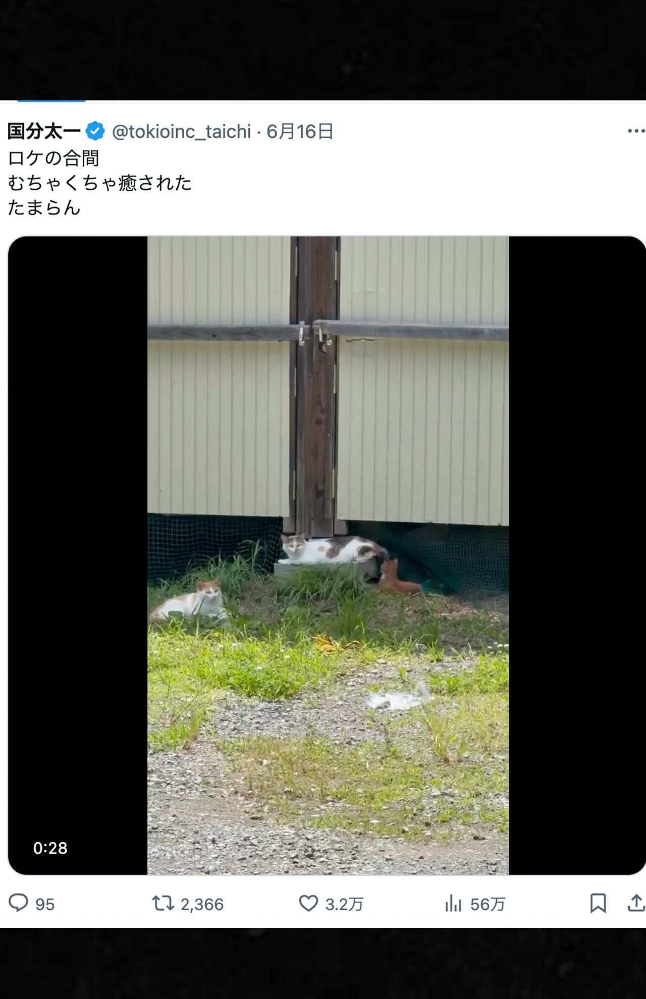 6月16日の投稿ではロケの合間に見た猫の動画をアップしていた（国分太一公式Xより）