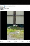 6月16日の投稿ではロケの合間に見た猫の動画をアップしていた(国分太一公式Xより)