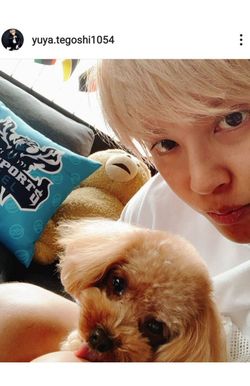 手越の愛犬、スカルちゃん