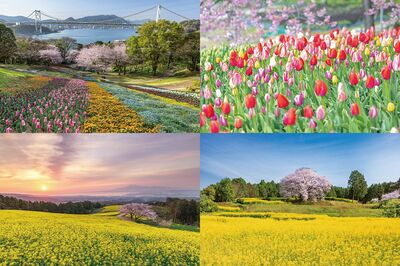 【早春の花旅おすすめスポット10選】河津桜・しだれ梅・菜の花…混雑前に楽しむ“花絶景”を写真家がナビゲ…