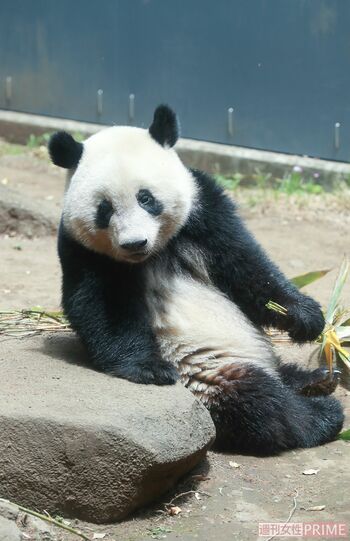 シャンシャン。コロナ禍で延期になっていたが2月に中国に返還された。現地での様子が伝えられるなど人気は不動