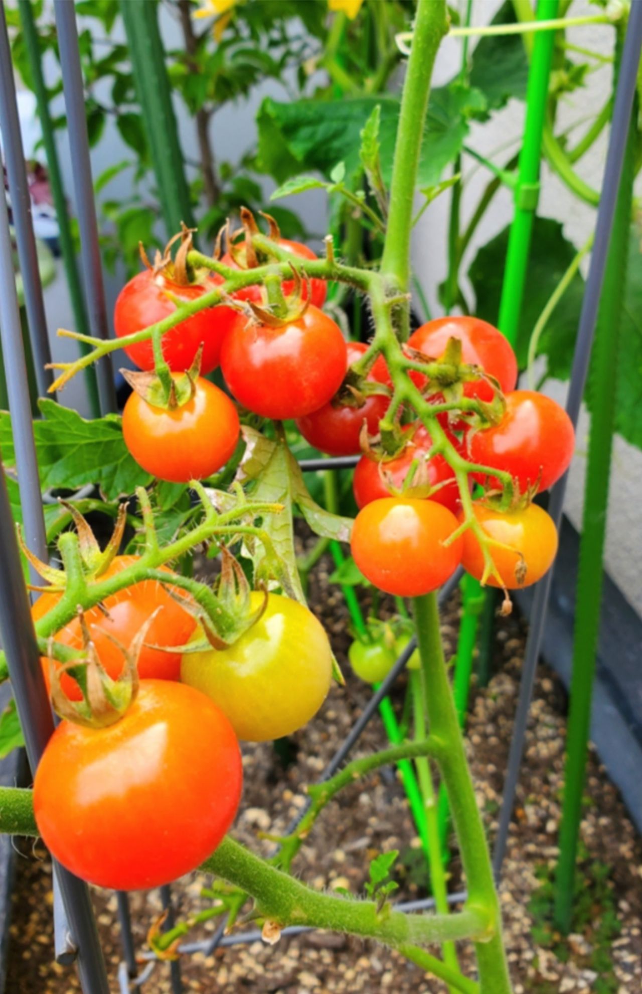 家庭菜園の定番ミニトマトも栽培。味は「結構濃厚でほどよい甘さではなまる」と大満足