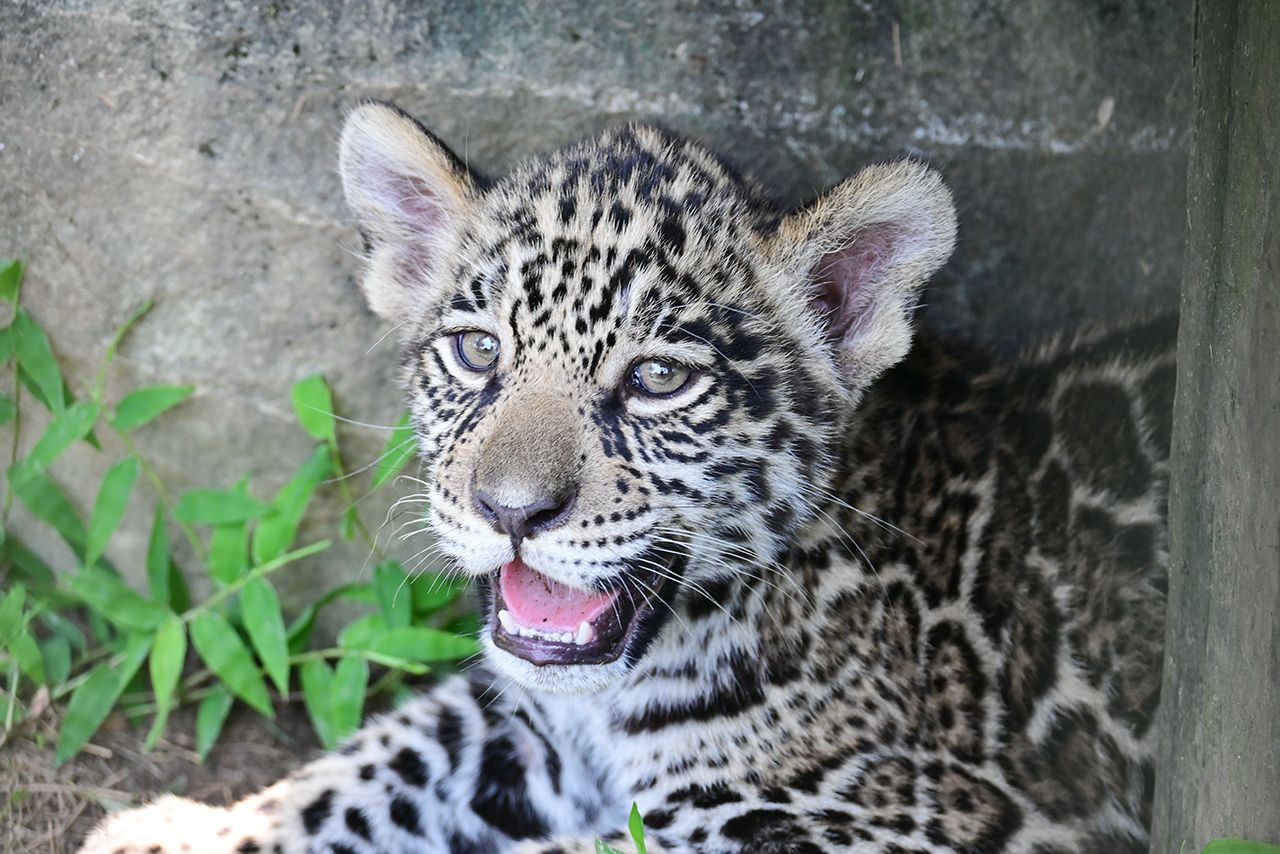 アイ（7月3日撮影）わんぱーくこうちアニマルランド 高知県高知市桟橋通6-9-1