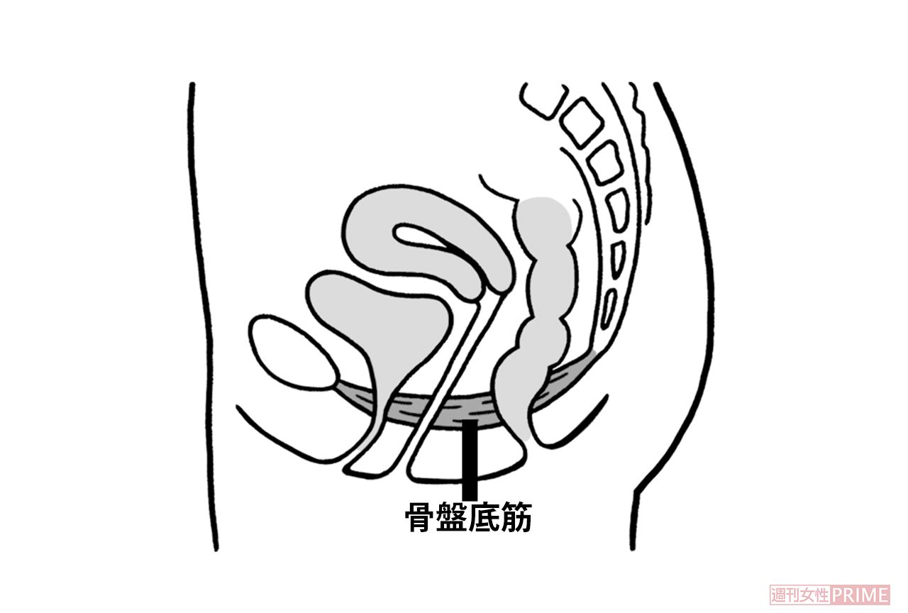 骨盤底筋の断面図。骨盤底筋の中を尿道、膣、肛門の3つの管が貫通している。尿道や膣、肛門の機能は、この筋肉が連動して動くことで保たれる。　イラスト／上田惣子