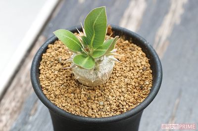 【パキポディウム　恵比寿大黒】幹に水分を蓄えるコーデックス（塊根植物）の仲間。夏が生育期なので、冬は屋内か温室へ入れる。