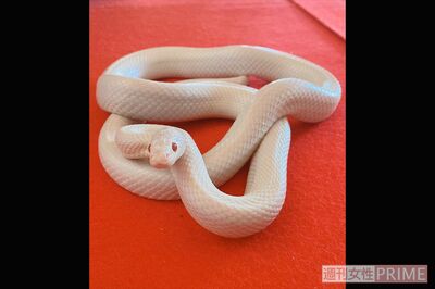 清光院で飼われている赤目の白ヘビ。清光院で実際に見ることができる。脱皮した皮はカットして、金運アップのヘビグッズとして販売されている