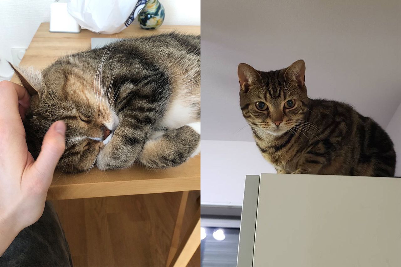 癒しの『猫ぐすり』