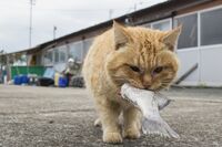コロナ禍の今こそ読んでほしい、江戸時代から伝わる『養生訓』の教えを猫写真とともに