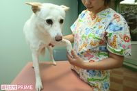 老犬・老猫の病気と予防法「想像以上に多い関節の病気。高齢でもできるだけ散歩を」