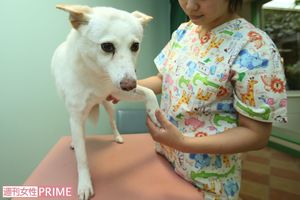 犬も猫も高齢になったら関節の病気に注意（写真はイメージです）