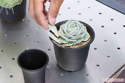 はずした葉も横に置く