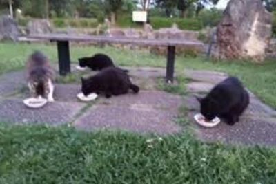 現場となった公園の猫の様子。猫の里親探しや保護も急ぐ（袖猫パトロール隊提供）