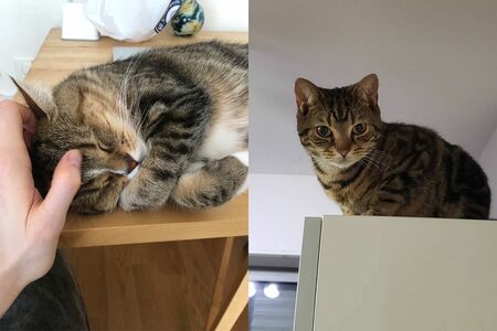 癒しの『猫ぐすり』　画像／飼い主提供