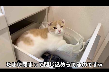 閉め忘れた棚に猫が閉じ込められたという動画（『もちまる日記』YouTubeより）