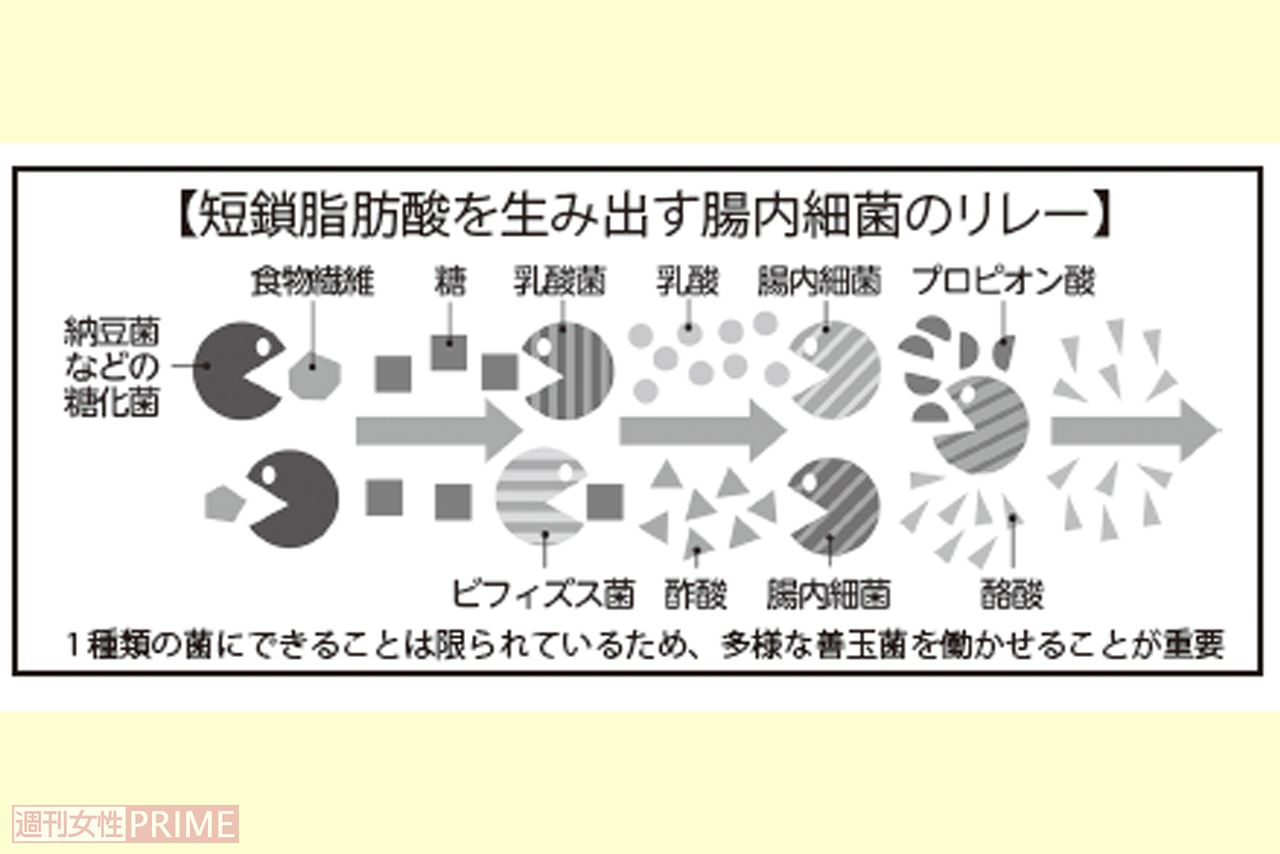 短鎖脂肪酸を生み出す腸内細菌のリレー