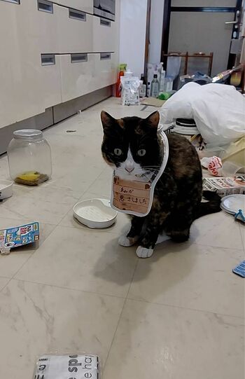 うずらさん・6歳。夜中にごみ袋を荒らした罪で“私が悪さしました”とさらし者にされるも反省の表情ナシ。（※画像は飼い主提供）