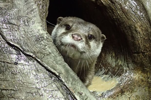 ツバメ（コツメカワウソ）＠宮島水族館（みやじマリン）