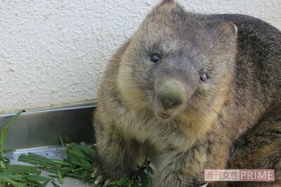 ワイン・33歳・オス