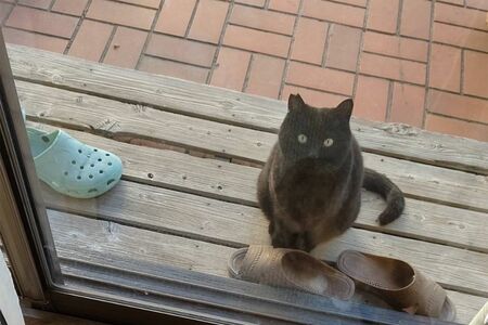 癒しの『猫ぐすり』　画像／飼い主提供