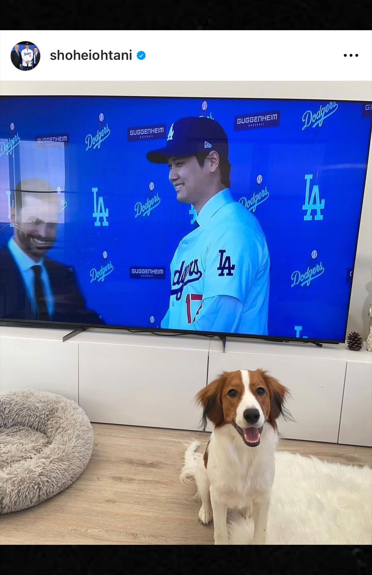 ドジャースの入団会見が映るテレビの前に座る『デコピン』（大谷のインスタグラムより）