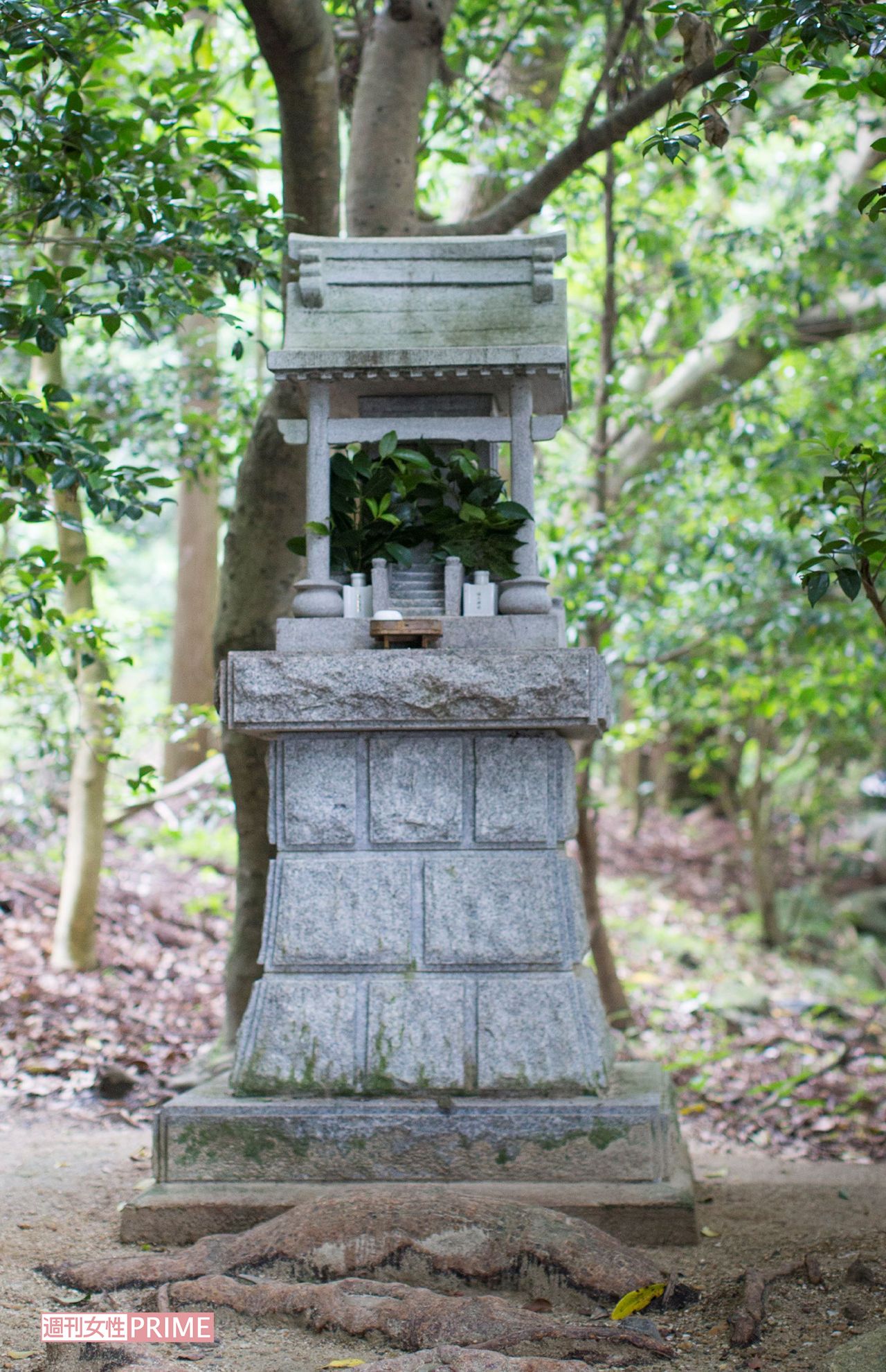 木々に囲まれた境内に社が点在。上の写真は龍神三社のひとつ、「立雲龍神社」。「行満堂」の横にある　三重県・椿大神社